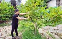 Hải Phòng: Một xã có hàng chục tỷ phú nhờ trồng na