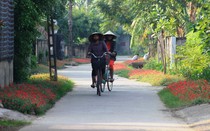 Ghé thăm con đường nở đầy hoa mười giờ đẹp như tranh vẽ