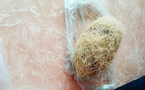 Nghệ An liên tiếp phát hiện vật nghi “cát lợn” quý hiếm
