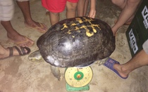 Đi thắp hương ngày rằm, bắt được con rùa "khủng" nặng gần 15kg