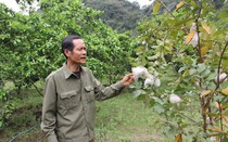 “Cựu tù” tội giết người trở thành nông dân sản xuất giỏi điển hình