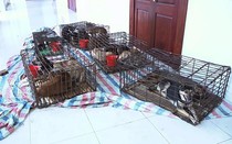 Triệt phá ổ nhóm siêu “cẩu tặc” chuyên nghiệp mỗi đêm trộm 100 con chó