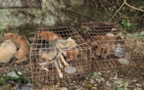 Nghệ An: Bắt 6 đối tượng trộm 2 tấn chó trong vòng hơn một tháng