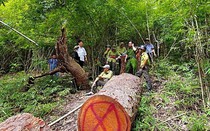 Bình Thuận: Khu bảo tồn thiên nhiên Tà Cú báo cáo sai vụ phá rừng hơn 19.000m2