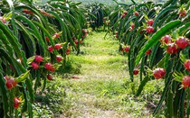 Bình Thuận: Đi mua thanh long sẵn tiện hiếp dâm, chiếm đoạt tài sản