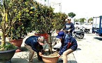 Chợ hoa ngày Tết: Đắt tí cũng vui!