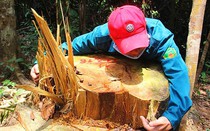 Quảng Nam: Địa bàn quá rộng nên vẫn còn tình trạng phá rừng!?
