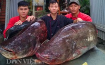 Đôi cá leo dài 1,5m, nặng 107kg vừa xuất hiện tại Hà Nội có giá bao nhiêu?
