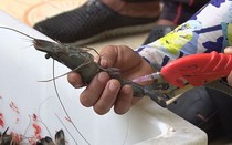 Vụ tôm bơm tạp chất: Phó Thủ tướng yêu cầu các địa phương tăng cường kiểm tra, giám sát