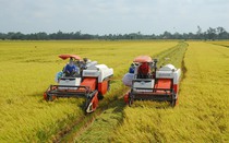Thị trường nông sản tuần qua: Giá gạo “neo” ở mức thấp, cà phê lấy lại đà tăng
