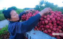 Vải thiều Bắc Giang tiêu thụ thuận lợi, thu về gần 6.800 tỷ đồng