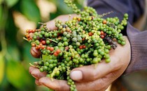 Kim ngạch xuất khẩu hồ tiêu 8 tháng tăng hơn 11%