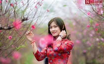 Ngắm hoa đào rực rỡ khoe sắc trên đường phố Hà Nội những ngày giáp Tết