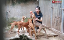 Cận cảnh đàn chó bạc tỷ của cô gái xinh đẹp Hà thành