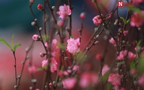 Đào Nhật Tân rực rỡ khoe sắc đón Xuân về giữa lòng Thủ đô