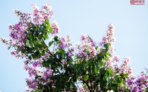 Ngắm nhìn hoa bằng lăng nở tìm cả một góc trời