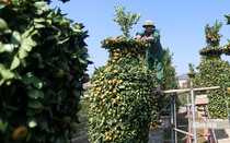 Mục sở thị quất lục bình Tết Nguyên đán 2022 giá vài chục triệu