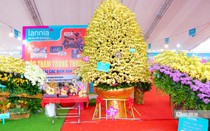 Chiêm ngưỡng chậu lan hồ điệp khổng lồ trị giá gần 1 tỷ ở Hà Nội