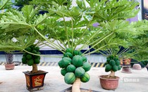 Đu đủ bonsai chục triệu đồng/cây chào Tết Quý Mão