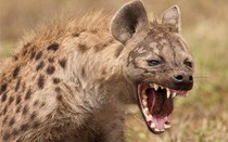 Chuyện lạ: Bí ẩn quái thú cổ đại từng một thời chung sống hòa bình với con người