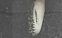 Clip: Con trăn to như trăn tiền sử "cố tình" nhìn vào nhà để dọa người