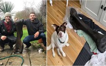 Vô tình tìm thấy khúc xương voi 125.000 năm tuổi quý hiếm