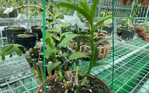 Hoa Lan đột biến, "si mê" hơn cả bạn gái