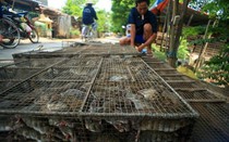 Đặc sản kinh dị đem về thu nhập tiền triệu cho thương lái miền Tây