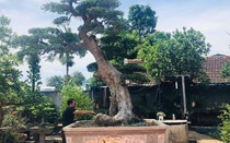 Cận cảnh cây duối cổ của ông thợ mộc mua giá 2 triệu, khách trả 3 tỷ nhất quyết không bán