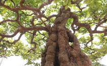 Mãn nhãn cây khế khổng lồ hơn trăm tuổi, chủ nhân nhất quyết không bán dù được trả tiền tỷ