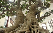 Ngắm cây cảnh "huynh đệ đồng khoa” kỳ dị đặt trong nhà