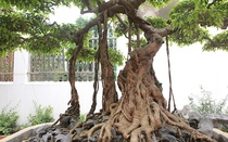 Mãn nhãn cây sanh "vua", đại gia trả 30 tỷ chủ nhân quyết không bán
