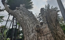 Ngắm cây vạn tuế có dáng “cong mềm mại” chủ vườn chào giá "khủng"