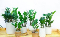 5 loại cây cảnh hút tài lộc gia chủ nên trồng trong dịp Tết Nguyên đán