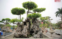 Sanh cổ ôm đá thế đẹp "lạ", hút đại gia chơi cây cảnh đến chiêm ngưỡng