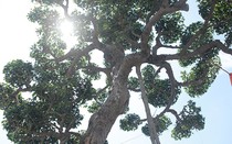 Bán thóc mua cây sanh "xấu xí", lão nông "hô biến" thành tác phẩm tiền tỷ