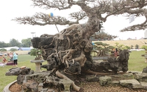 Những cây sanh thô ráp được "hét giá" tiền tỷ sau hàng chục năm tạo tác