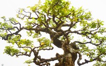 Chiêm ngưỡng cây khế cổ dáng "khủng", đại gia trả 6 tỷ chủ nhân "kiêu" không bán