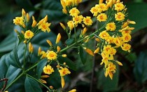 Nữ sinh lớp 7 ăn lá ngón tự tử vì không được mua xe máy