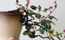 Cây hoa xấu hổ mọc đầy đường nay "hóa" bonsai, dù giá đắt vẫn có người mua