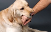 Một người đàn ông tử vong do bị chó dại cắn, 8 người tiếp xúc gần