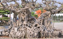 Chiêm ngưỡng cây sanh cổ 10 tỷ đồng, dáng lạ, chủ nhân bật mí chi tiết bắt mắt