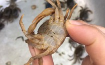 Mẹo hay chọn cua đồng nhiều thịt đẫm gạch đỏ, lựa con nào trúng con đó