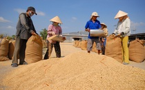 Gạo xuất khẩu được mùa, được giá mừng cho nông dân đi đúng hướng