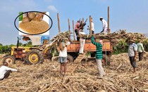 Giá đường thế giới cao kỷ lục: Tháng 10, Ấn Độ sẽ xem xét lại lệnh hạn chế xuất khẩu đường