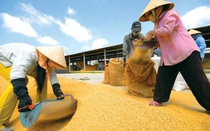 Xuất khẩu gạo Việt Nam vẫn được đẩy mạnh, tiềm năng dẫn đầu "làn sóng" mới