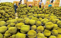 Sầu riêng cán mốc "không tưởng": Những con số và dự báo xuất khẩu rau quả cuối năm