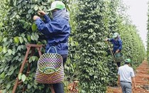 Xuất khẩu hồ tiêu đạt 750,8 triệu USD: Những con số và dự báo cuối năm