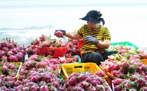 Xuất khẩu rau quả có thể lập kỷ lục mới trong năm 2023