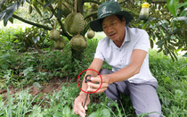 Anh nông dân trồng thứ quả quen thuộc, như "trúng số" thu đều 15 tỷ đông